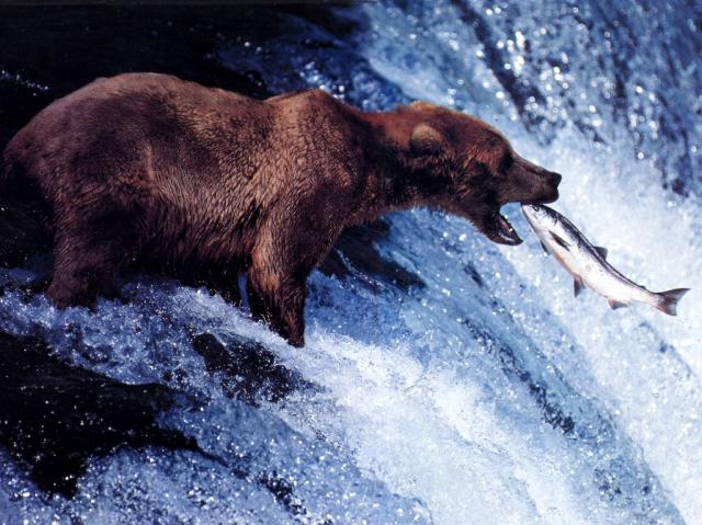 Bear-Catching-Salmon-1024x768.jpg